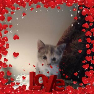 Meet your Posher, Bonnie